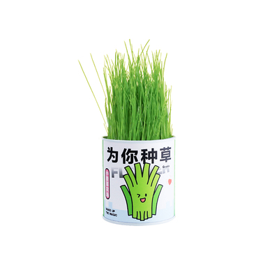 罐头植物创意趣味绿植