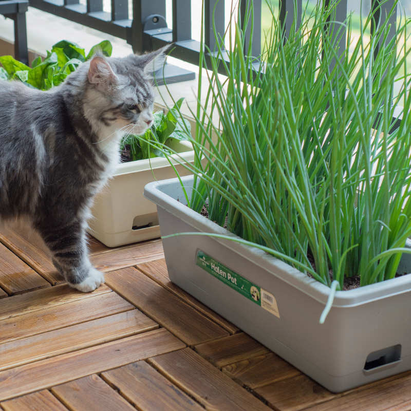 长方形花盆阳台种菜专用盆家庭室内蔬菜种植箱草莓盆栽神器长条盆