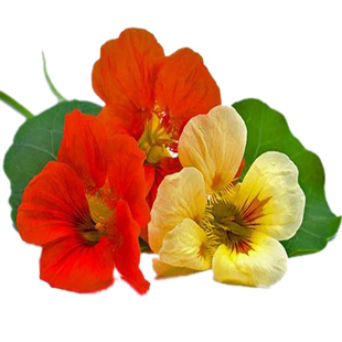 旱金莲 旱荷花种子 秋播芳香植物 垂吊攀援阳台盆栽冬季开花卉籽