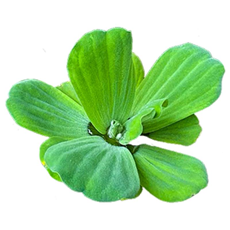 疯狂水草浮萍净化水质水草