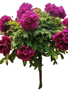 菏泽观赏牡丹花树花王 岛锦带土球大花重瓣 老桩独杆牡丹花苗庭院