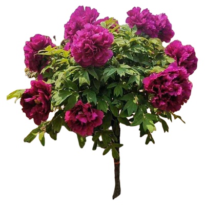 菏泽观赏牡丹花树花王 岛锦带土球大花重瓣 老桩独杆牡丹花苗庭院