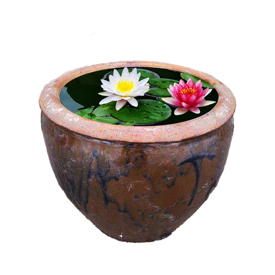 睡莲水培植物四季种植荷花根块