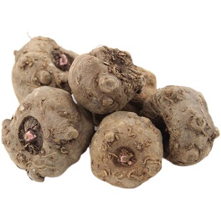 高产魔芋种 魔芋种子一代二代 脱水消毒精品魔芋种成活率高达98%