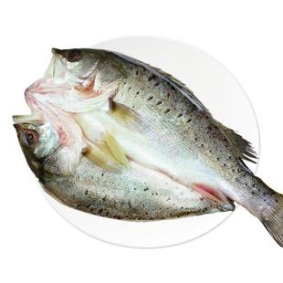 海鲈鱼开背新鲜冷冻鲜活深海七星鲈鱼海鱼卢鱼水产烤鱼半成品商用