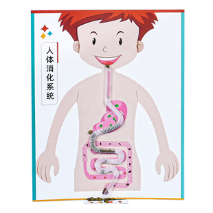 人体消化系统纸 模拟食物摄入过程科技小制作手工DIY幼儿趣味推荐