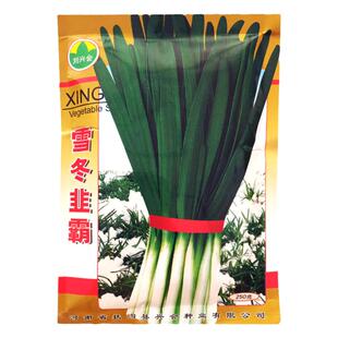 雪冬韭霸韭菜种子中科院培育抗寒不休眠四季播家庭阳台河南韭菜籽