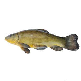 丁桂鱼苗淡水养殖食用观赏鱼冷水鱼好养耐活欧洲丁贵鱼批发小鱼苗