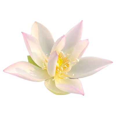 《薄云》姜永慧微莲苑微型碗莲