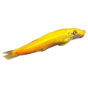 清苔鼠金苔鼠鱼热带观赏鱼清道夫鼠鱼鱼缸除藻鱼清洁鱼活体工具鱼