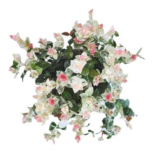 四季长绿多年生绿植垂吊耐荫盆栽花叶络石藤花苗阳台花园花镜植物