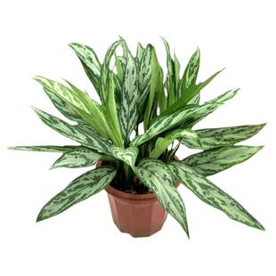 银皇后万年青盆栽彩叶大植物室内桌面四季常青花卉易养护四季常青