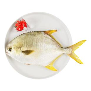 北海金鲳鱼新鲜杀好深海鱼鲜活去鳃去内脏冰鲜冷冻特大开腹金昌鱼