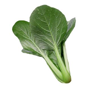 青梗菜种子青菜种籽油菜籽种大全阳台易种秋季寒秀油冬儿蔬菜种孑