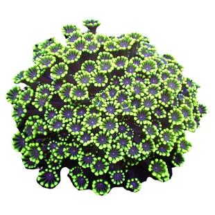 茉莉花珊瑚体水仙茉莉珊瑚澳洲长须茉莉幻彩粉茉莉海水鱼珊瑚活物