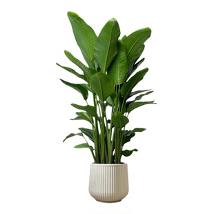 天堂鸟客厅绿植盆栽室内大型植物真花卉鹤望兰办公室高级落地好养