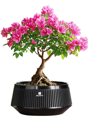 三角梅盆景专用花盆2025新款