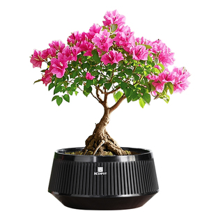 三角梅盆景专用花盆榕树梅花蕨类块根龙舌兰塑料仿紫砂透气扦插盆