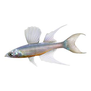 包邮小鱼电光美人鱼 热带观赏淡水草缸小型美人球彩虹鱼活体