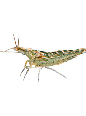 黑壳虾除藻清洁工具虾易存活鱼缸黑藻去苔宠物虾鱼活体饲料观赏虾