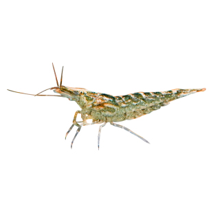 黑壳虾除藻清洁工具虾易存活鱼缸黑藻去苔宠物虾鱼活体饲料观赏虾