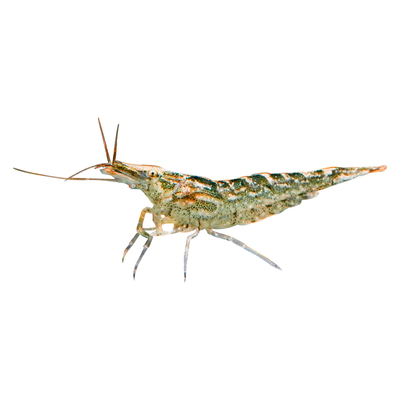黑壳虾除藻清洁工具虾易存活鱼缸黑藻去苔宠物虾鱼活体饲料观赏虾