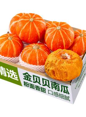 金贝贝南瓜板栗味正宗小南瓜蒸煮粉面香甜整箱精选新鲜婴儿辅食