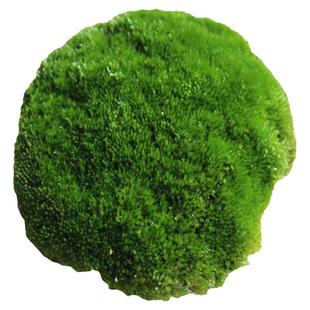 苔藓盆景微景观白发缸盆栽青苔绿苔植物鲜活雨林造景短绒星星羽藓