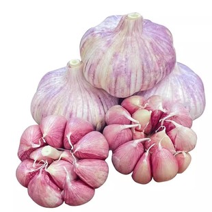 正宗紫皮大蒜农家大蒜头辣味浓郁晾晒紫白皮蒜大蒜自留种蔬菜种植