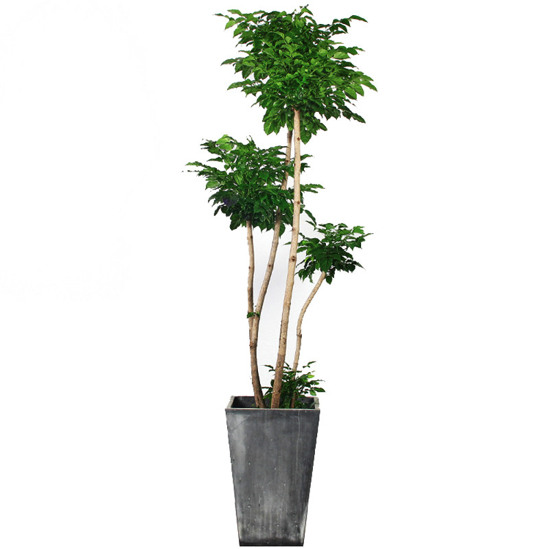 绿植幸福树好养苏州上海配送老桩