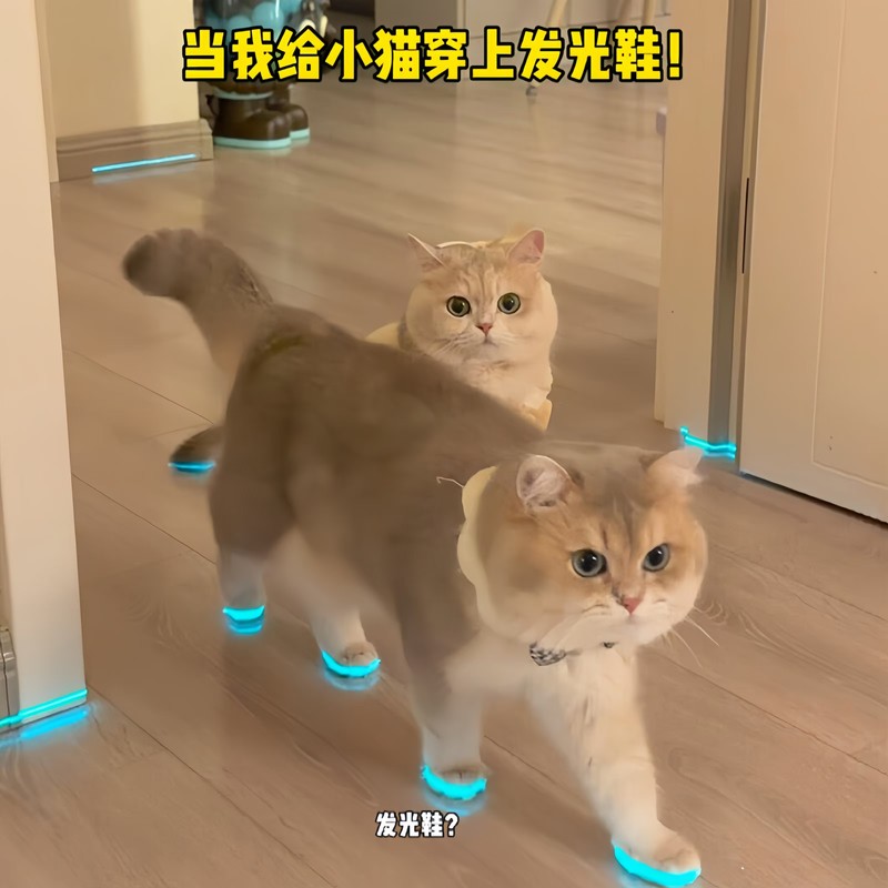 猫咪发光鞋宠物狗狗鞋子哨子夜光儿童玩具夜间拍照小配件撸猫装扮