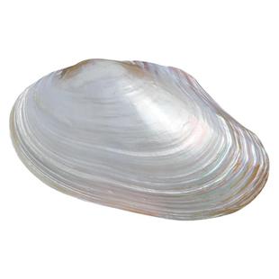 天然大珍珠蚌壳超大贝壳拍摄道具海螺鱼缸造景装饰摆件果盘餐盘