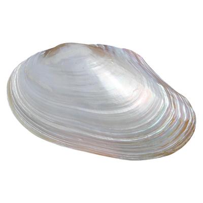 螺贝艺珍珠贝单片鱼缸造景