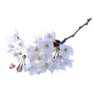 日本樱花树苗染井吉野关山郁金樱南北方庭院花园地栽植物风景盆栽