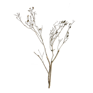 小众高山杜鹃干枝天然植物老桩苔木稀有插花材料家居装饰造型摆件