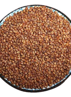 苦荞茶黑苦荞茶500g苦乔茶苦芥茶四川大凉山天然浓香型冲泡荞麦茶