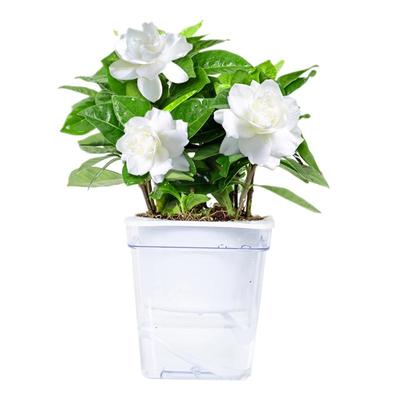 绿植办公发财树栀子桌面多肉植物