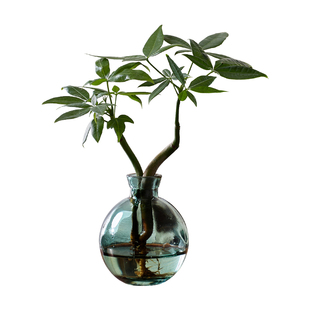 发财树小盆栽水培植物客厅桌面绿植室内四季招财树办公室盆景好养