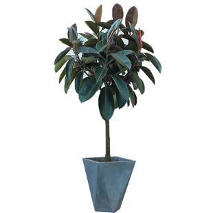 橡皮树黑金刚大叶盆栽绿植办公室内客厅净化空气喜光耐晒好养植物