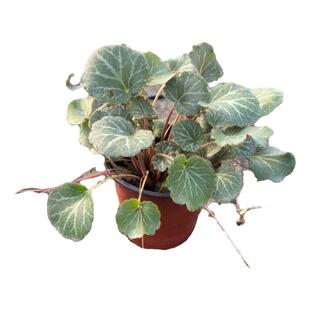 虎耳草宿根造景搭配垂吊石盆栽绿植株壮地被石缝崖壁匍匐
