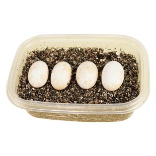 宠尚天可孵化乌龟蛋花龟蛋中华草龟蛋小乌龟活体宠物龟受精蛋活物