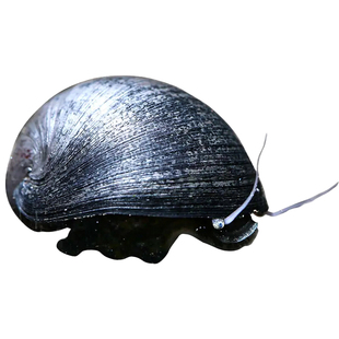 黑金刚耐活活体螺好养清洁草缸工具螺刷神器强效除藻净缸