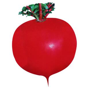 大红丰萝卜种子红萝卜东北特大红皮白心樱桃籽种罗卜大全种籽雌性