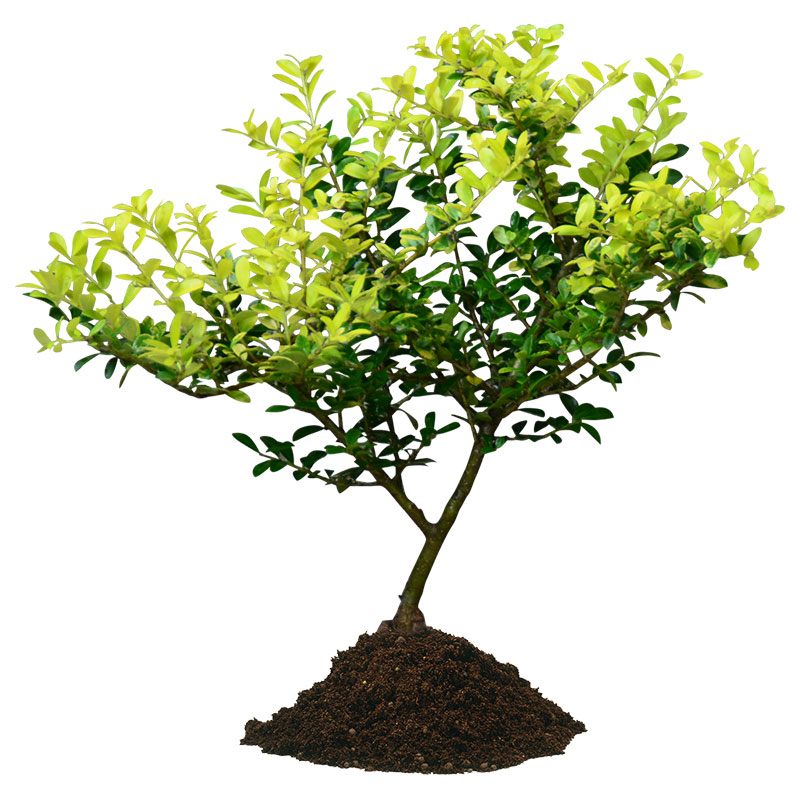 冬青庭院观叶植物绿化苗木