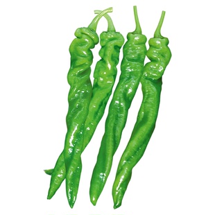 绿螺丝椒种子苗秧小尖椒秧苗四季菜种春季蔬菜辣椒种籽孑籽种菜苗