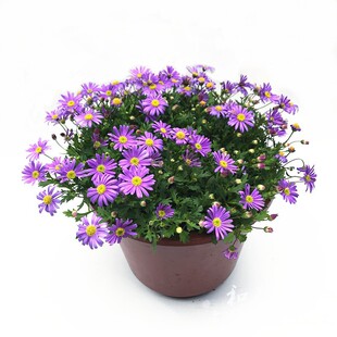 姬小菊盆栽 庭院阳台花卉 唯美清新五色菊 喜凉耐寒花期超长 包邮