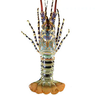 大龙虾鲜活大青龙鲜活澳洲龙虾速冻小青龙波士顿大龙虾大花龙