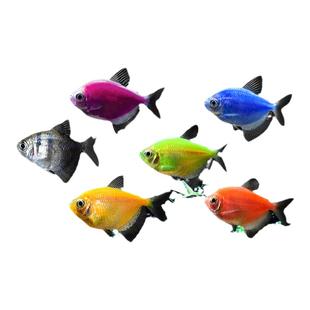 天使鱼观赏鱼大号淡水热带鱼小型鱼金鱼活鱼好养耐活七彩鱼神仙鱼