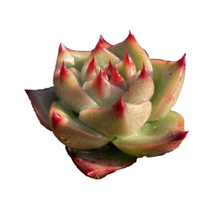 无肉不欢 正版蓝龙超级蓝龙 一物一拍 多肉植物 0325更新