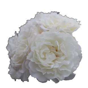 木村授权 雪野一梦 白色仙气耐热抗病灌木月季老园丁庭院盆栽花卉